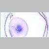 Ojo SF 01.jpg